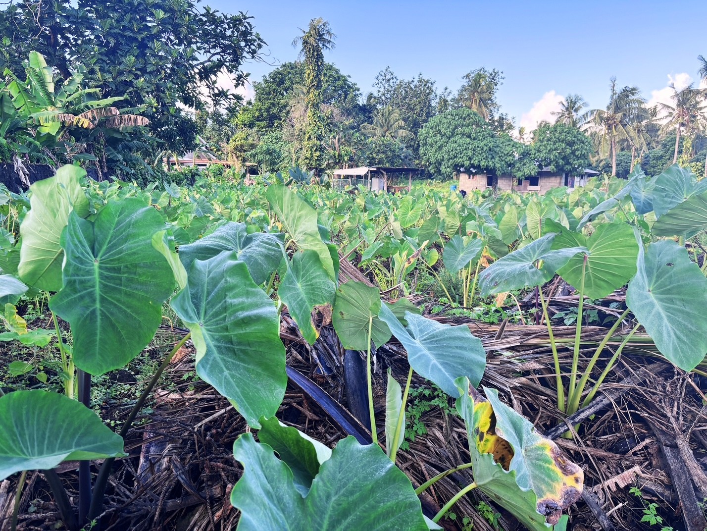 Agriculture in American Samoa - pictured in Leone 2025