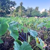 Agriculture in American Samoa - pictured in Leone 2025