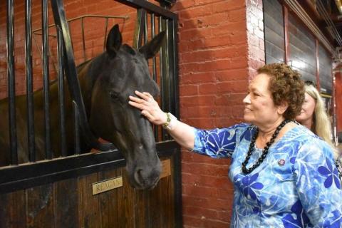 Meeting the horses that serve with the Old Guard at military funerals